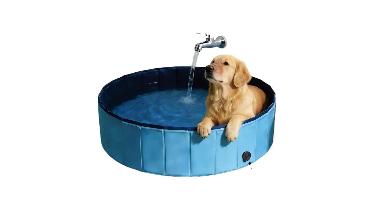 Qual Melhor Banheiro para Cachorro? 7 Modelos Testados e Aprovados!
