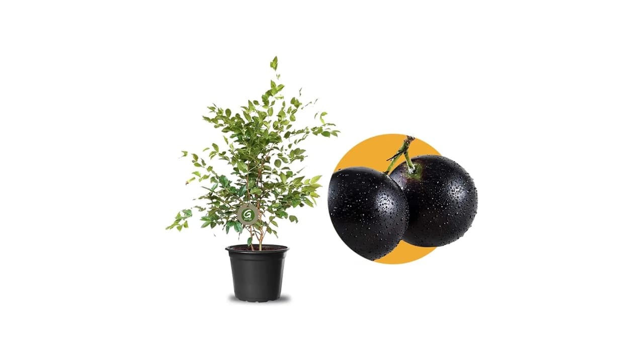 Qual a Melhor Muda de Planta? Top 10 Opções para Seu Jardim em 2026