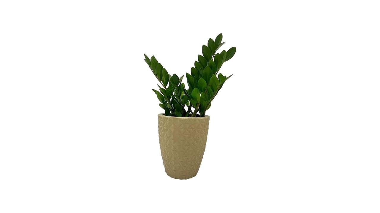 Qual Melhor Vaso para Zamioculca? Top 8 Modelos que Combinam com Suas Folhas Brilhantes!